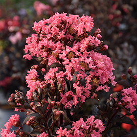 Plant Photo 5