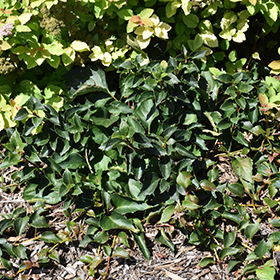Plant Photo 2