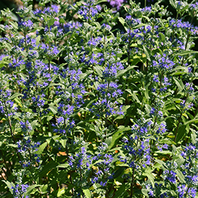 Plant Photo 10