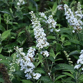 Plant Photo 5