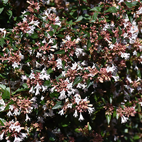 Plant Photo 1