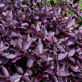 Plant Photo 4