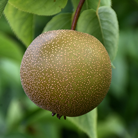 Plant Photo 9