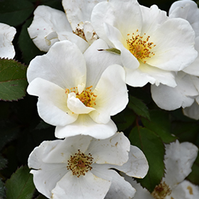 Plant Photo 9