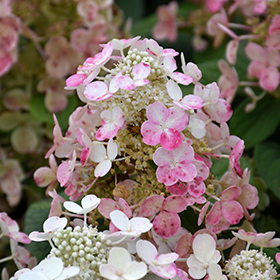 Plant Photo 6