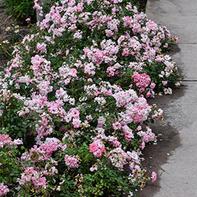 Plant Photo 5