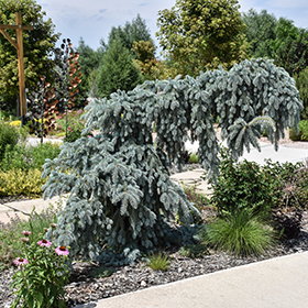 Plant Photo 2