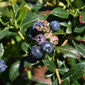 Plant Photo 1