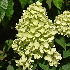 Plant Photo 7