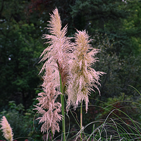 Plant Photo 5